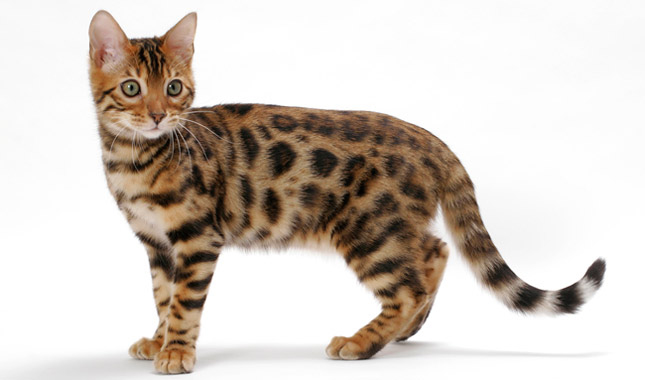 Bengal 1 Bengal 1