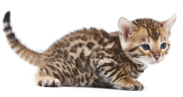 Bengal 6 Bengal 6