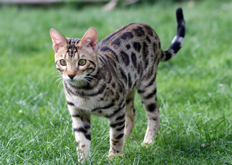 Bengal 3 Bengal 3