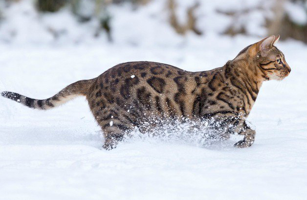 Bengal 4 Bengal 4