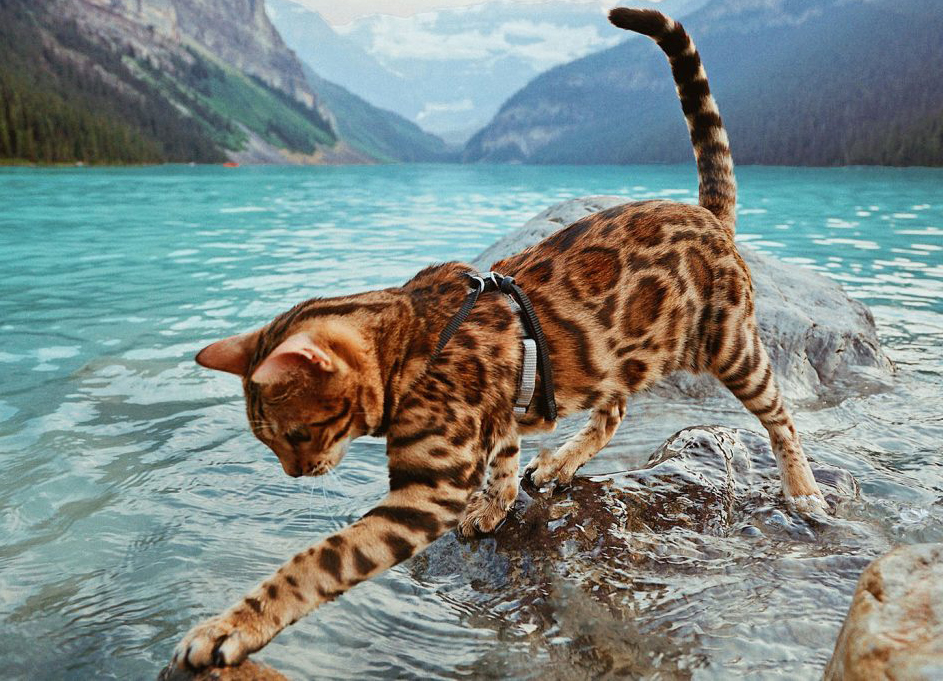 Bengal 7 Bengal 7