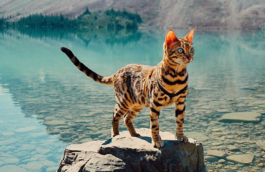 Bengal 2 Bengal 2