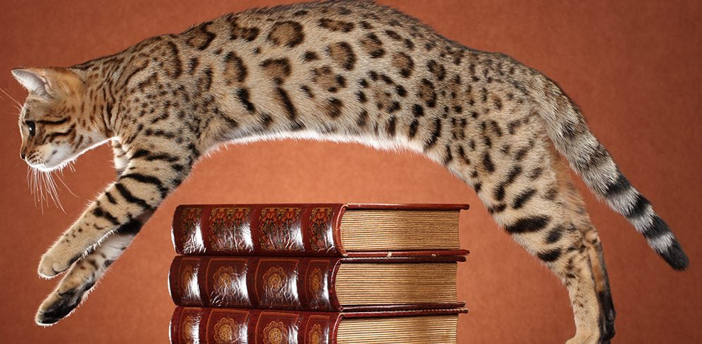 Bengal 8 Bengal 8