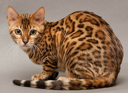 Bengal 9 Bengal 9