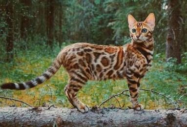 cute bengal cat bengal cat