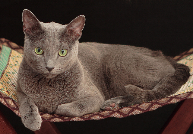 Russian Blue 5 Russian Blue 5