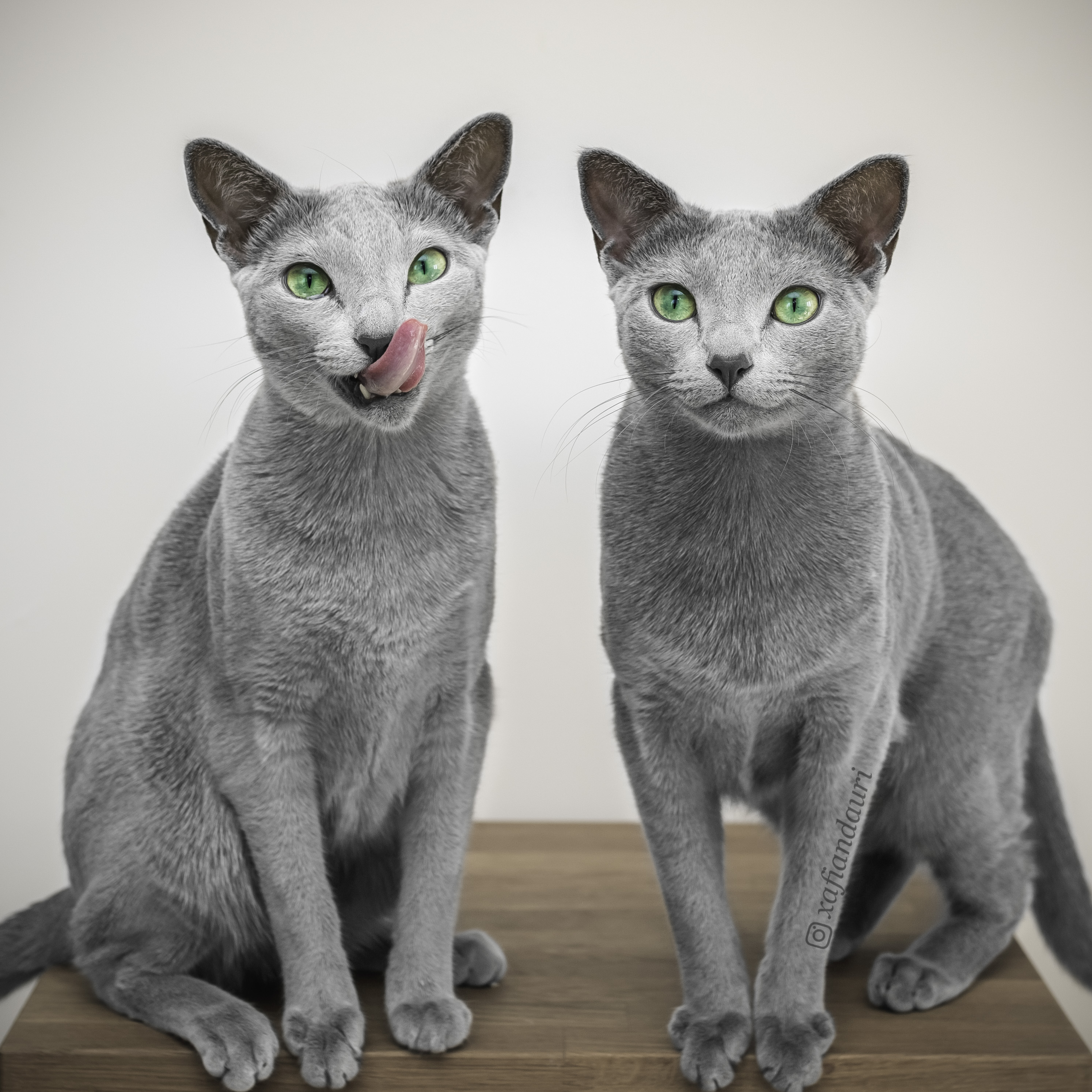 Russian Blue 8 Russian Blue 8