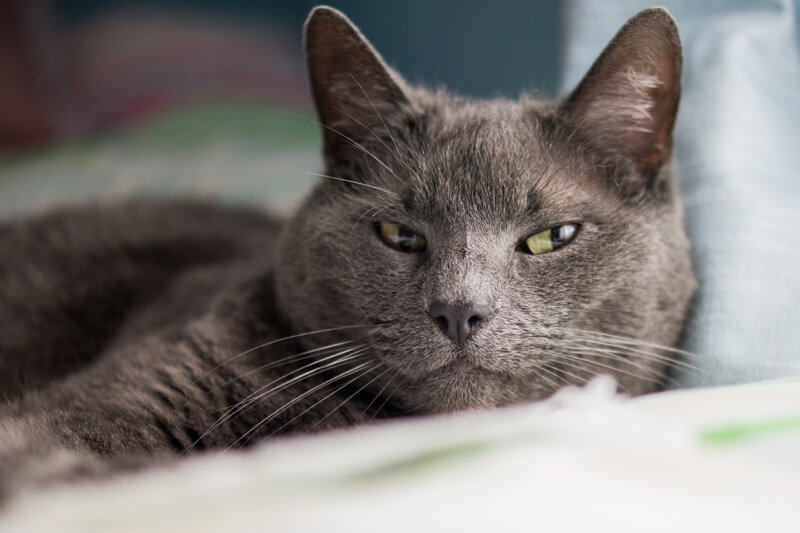 Russian Blue 1 Russian Blue 1