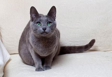 Russian Blue 3 Russian Blue 3