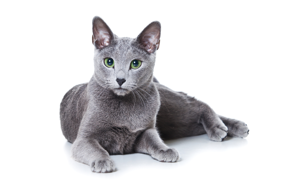 Russian Blue 2 Russian Blue 2