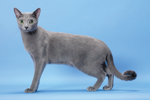 Russian Blue 6 Russian Blue 6