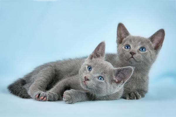 Russian Blue 4 Russian Blue 4