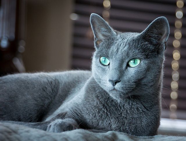 cute russian blue cat russian blue cat