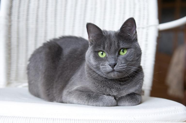 Russian Blue 7 Russian Blue 7