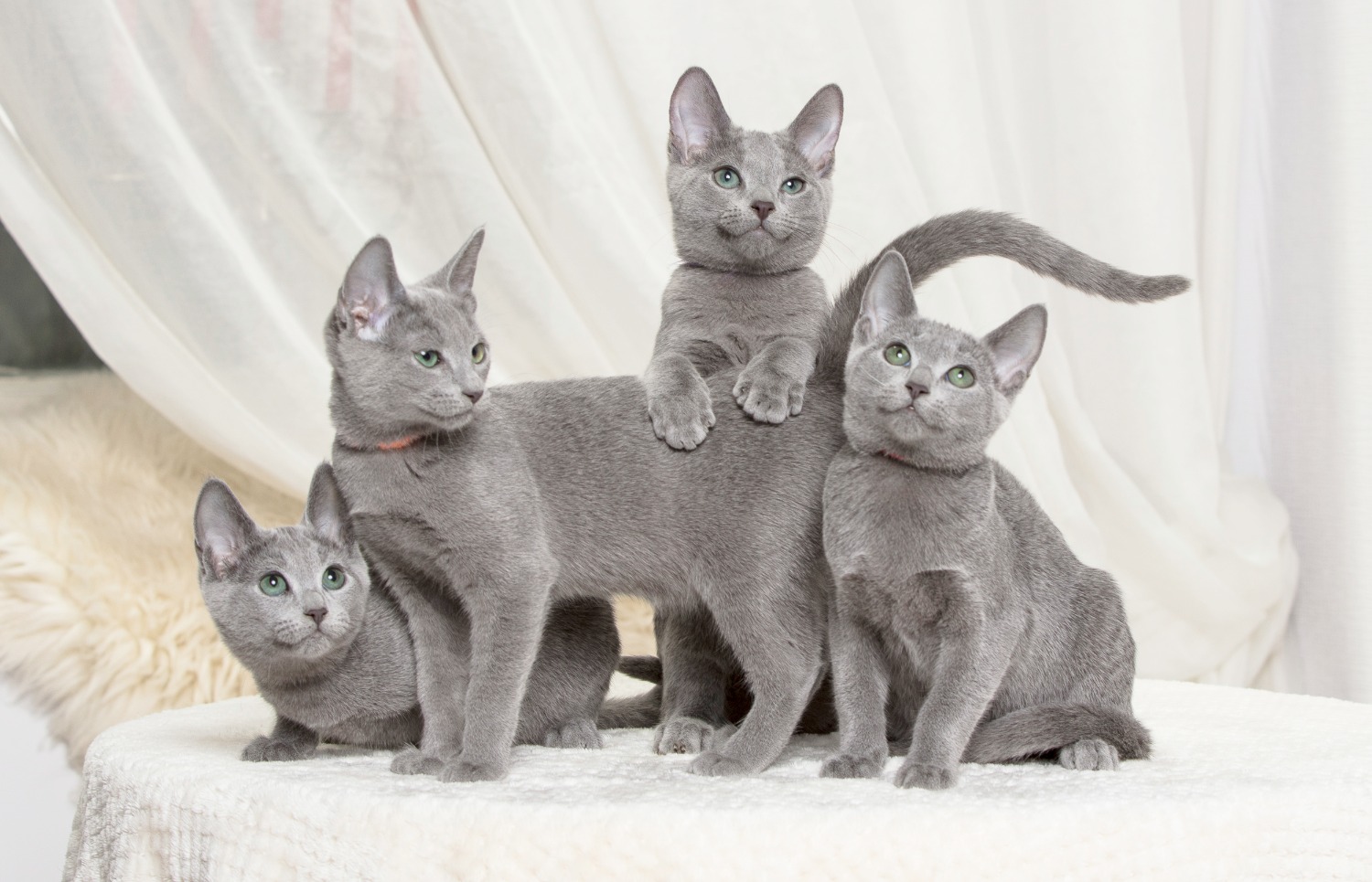Russian Blue 9 Russian Blue 9