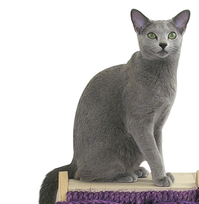 russian blue cat