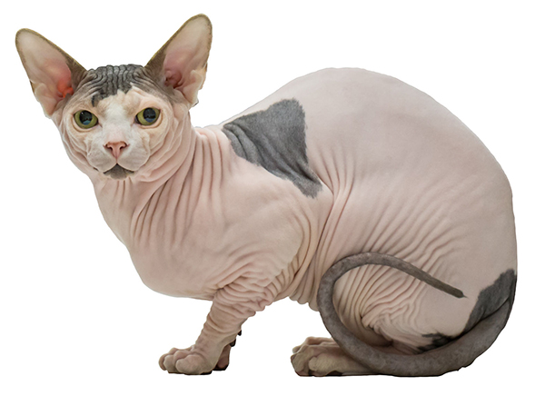 sphynx cat