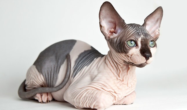 Sphynx 1 Sphynx 1