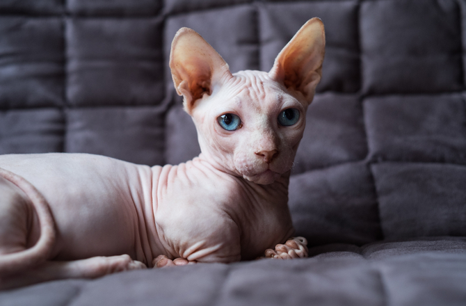Sphynx 9 Sphynx 9