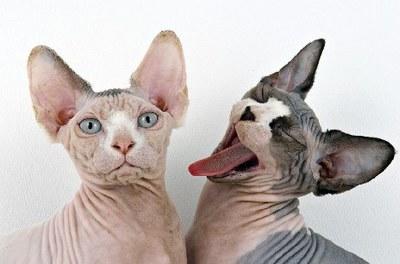 Sphynx 3 Sphynx 3