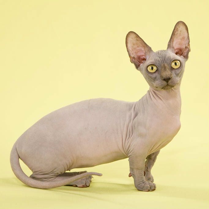 Sphynx 2 Sphynx 2
