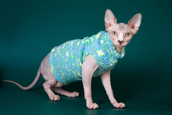 Sphynx 8 Sphynx 8