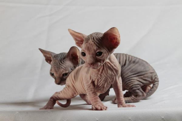 Sphynx 4 Sphynx 4