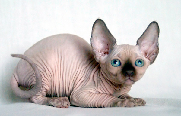 Sphynx 5 Sphynx 5