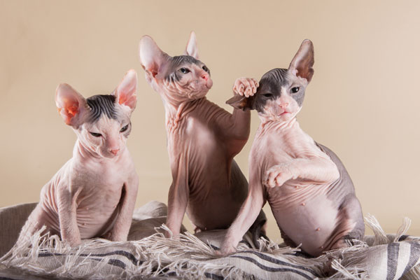 Sphynx 6 Sphynx 6