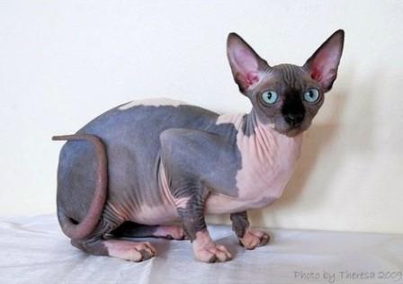 Sphynx 7 Sphynx 7