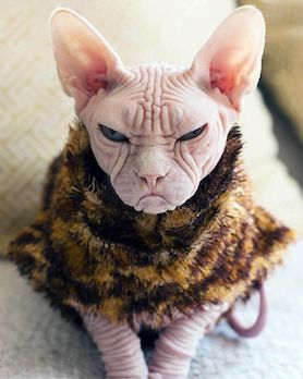 grumpy sphynx cat sphynx cat